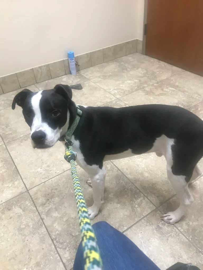 Dodger – Loyal Family thumbnail 3