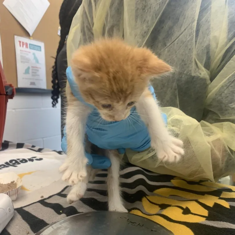 A baby small-sized male Black Domestic Short Hair cat named Marlin for adoption in West Palm Beach, FL