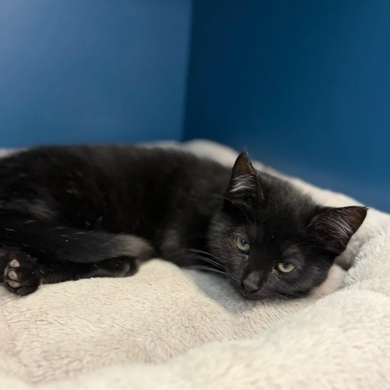 A baby small-sized female Black Domestic Short Hair cat named Salem for adoption in Watertown, NY