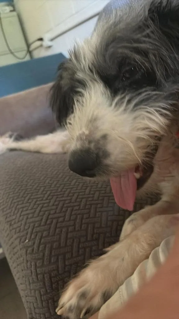 An adult medium-sized male Affenpinscher dog named Otis for adoption in Madison, GA