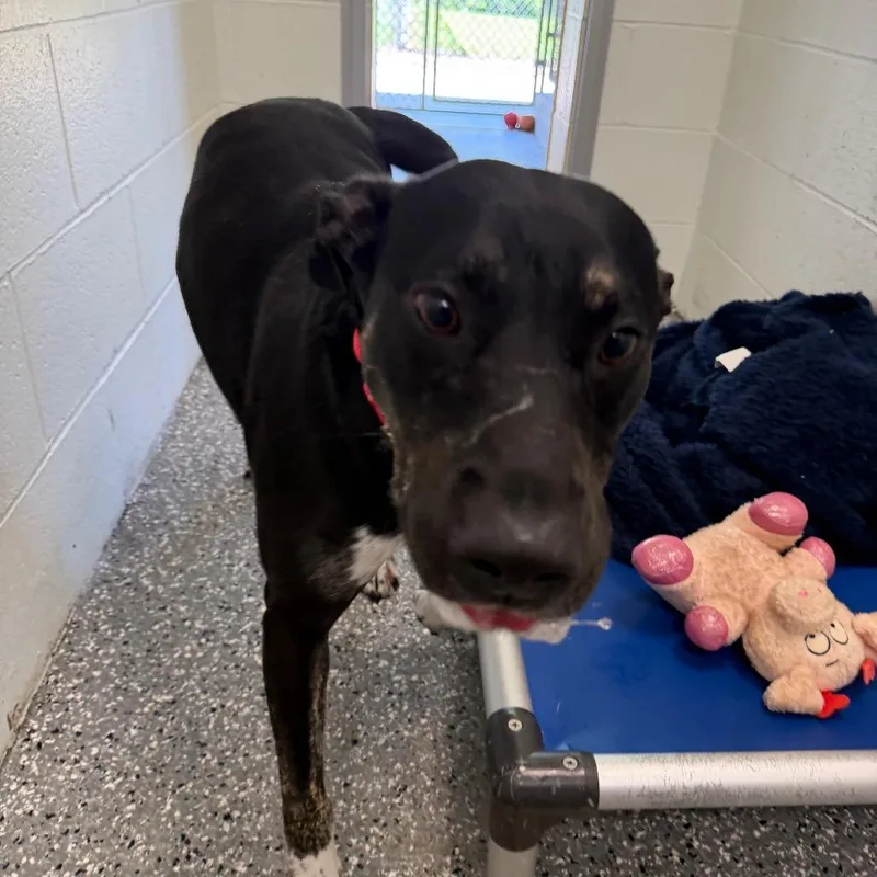 An adult large-sized male Black Labrador Retriever dog named Roy for adoption in Parkersburg, WV