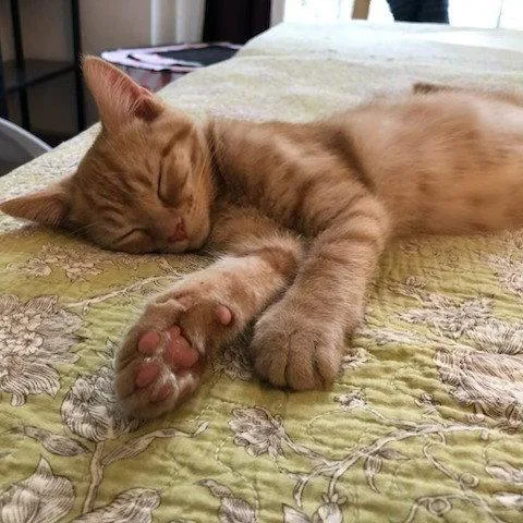 A baby medium-sized male Orange / Red Tabby cat named Murphy for adoption in Garland, TX