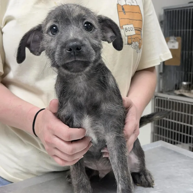 A baby small-sized male Terrier dog named Scamp for adoption in Pasadena , MD