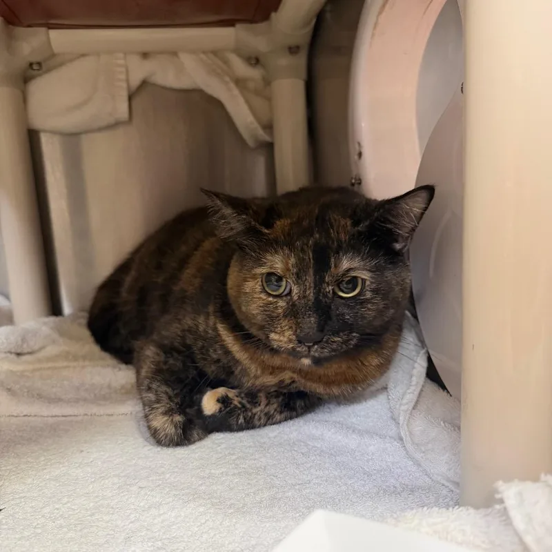 An adult small-sized female Tortoiseshell Domestic Short Hair cat named Holly for adoption in Perkiomenville, PA