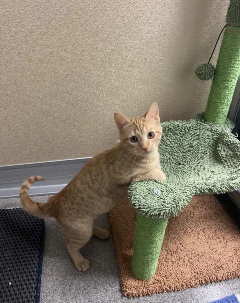 Fuji And Gala thumbnail 2