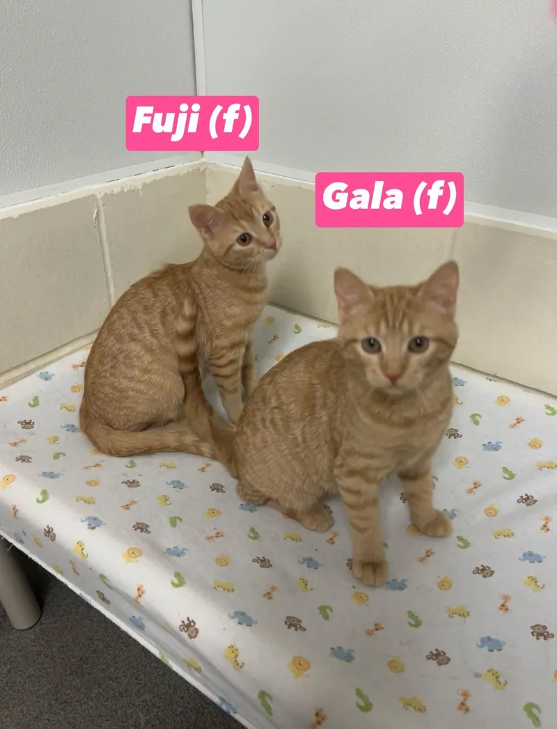 A baby medium-sized female Tabby (Orange / Red) Domestic Short Hair cat named Fuji And Gala for adoption in Montville, NJ