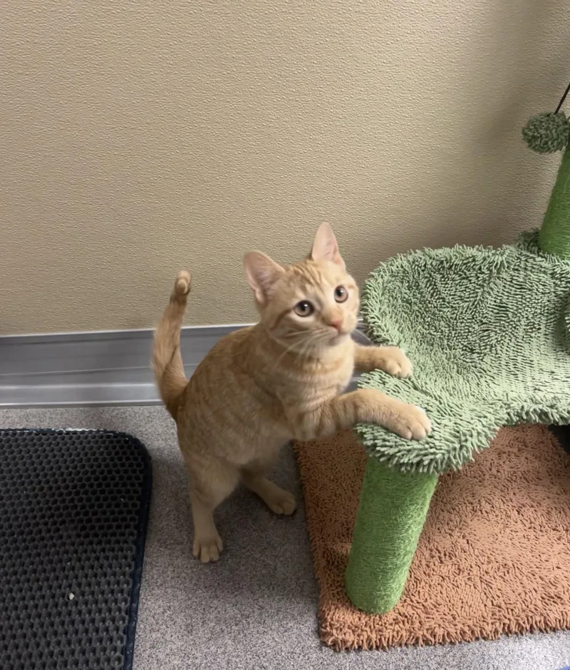 Fuji And Gala thumbnail 3