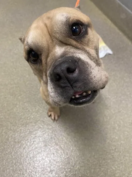 Dozer