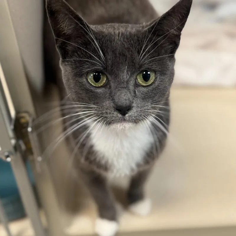 Mama Grey thumbnail 4