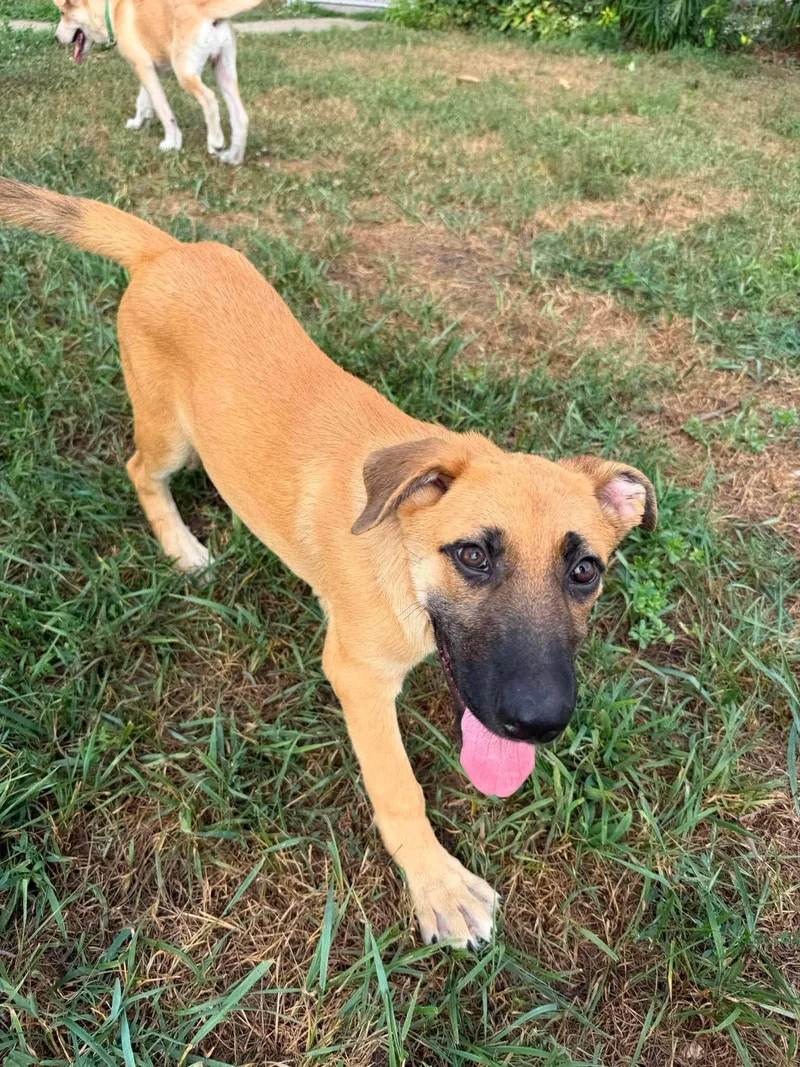 A baby large-sized female Anatolian Shepherd dog named Sadie for adoption in Coldwater, MI