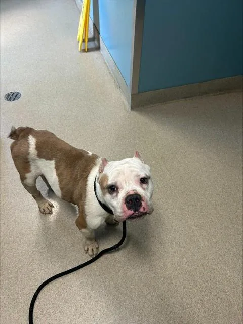 An adult medium-sized male American Bulldog dog named Plonk for adoption in Newton, NC
