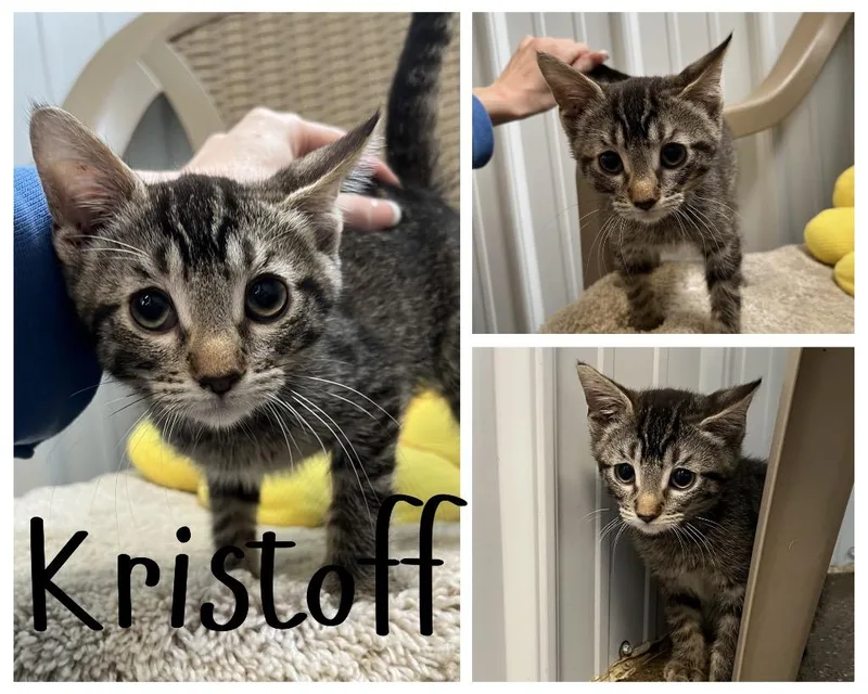 A baby medium-sized male Domestic Short Hair cat named Kristoff for adoption in Pierceton, IN