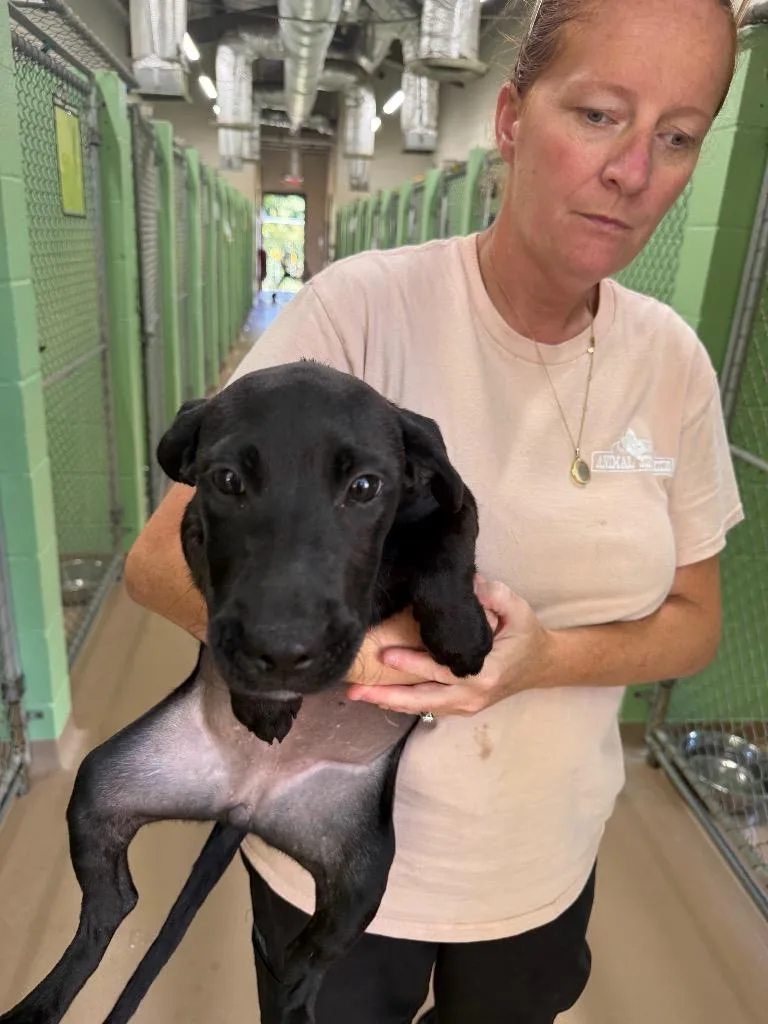 A baby medium-sized female Labrador Retriever dog named Greenbean for adoption in Nacogdoches, TX