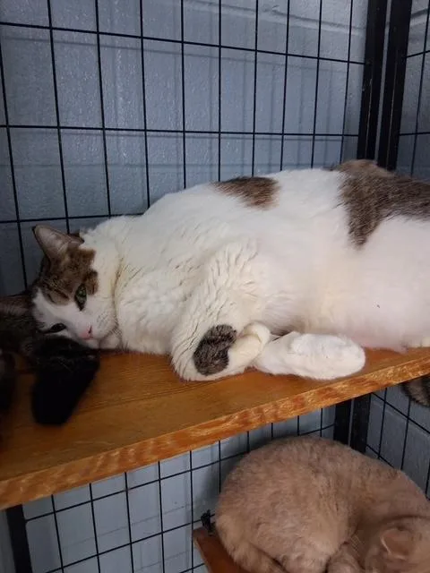 A senior extra large-sized male White Domestic Short Hair cat named Shamu for adoption in Bryan, OH