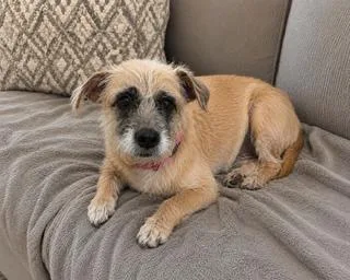 A young small-sized female Golden Border Terrier dog named Mitzy for adoption in Tifton, GA