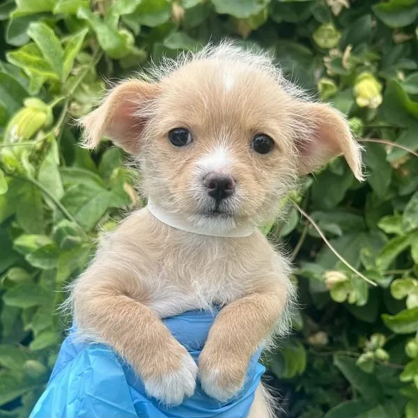 A baby small-sized female Miniature Poodle dog named Gelato for adoption in Walnut Creek, CA
