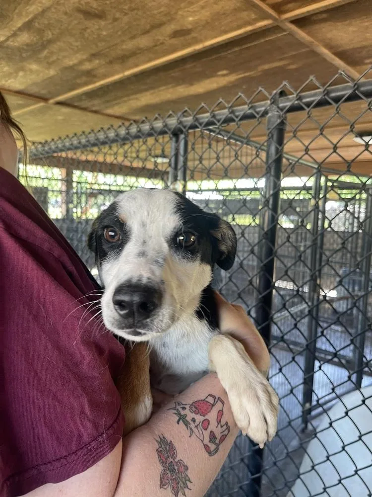 Plankton thumbnail 2