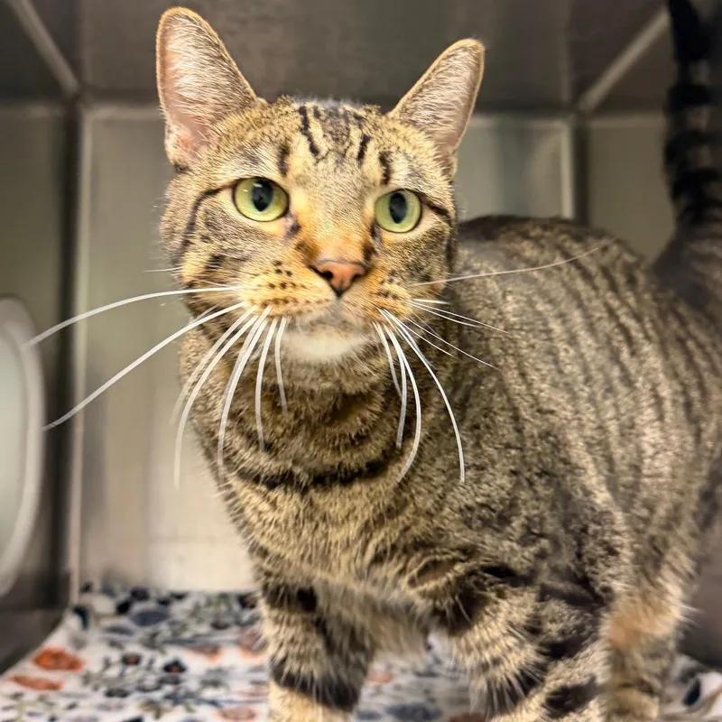 An adult large-sized female Brown / Chocolate Domestic Short Hair cat named Eden for adoption in Waukesha, WI