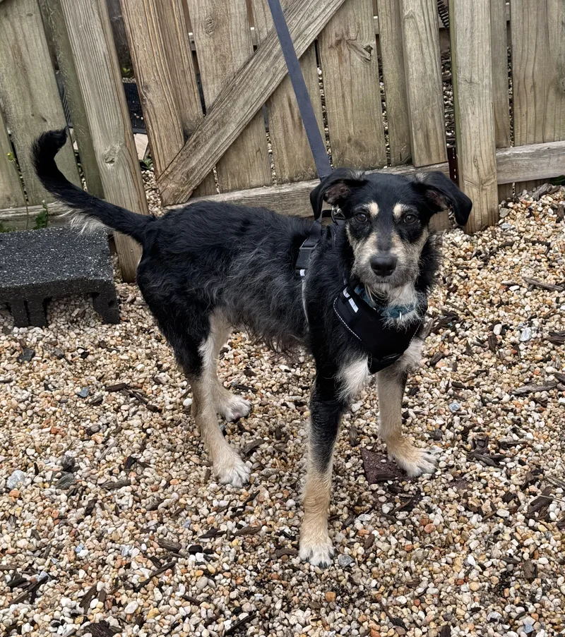 A young medium-sized male Terrier dog named Bray for adoption in Ellicott City, MD