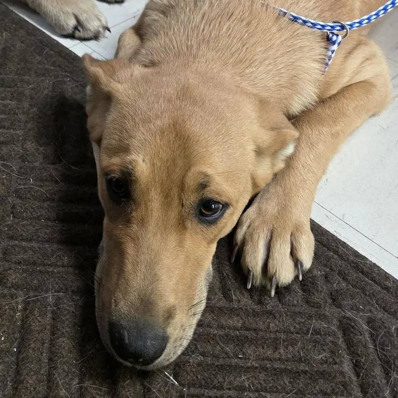 A young medium-sized female German Shepherd Dog dog named Opal for adoption in Jasper, IN