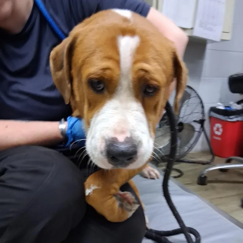 An adult large-sized male Mixed Breed dog named Dumpling for adoption in Summerville, SC