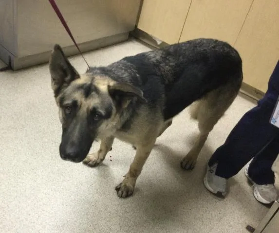 An adult large-sized male German Shepherd Dog dog named Mako for adoption in Riverside, CA