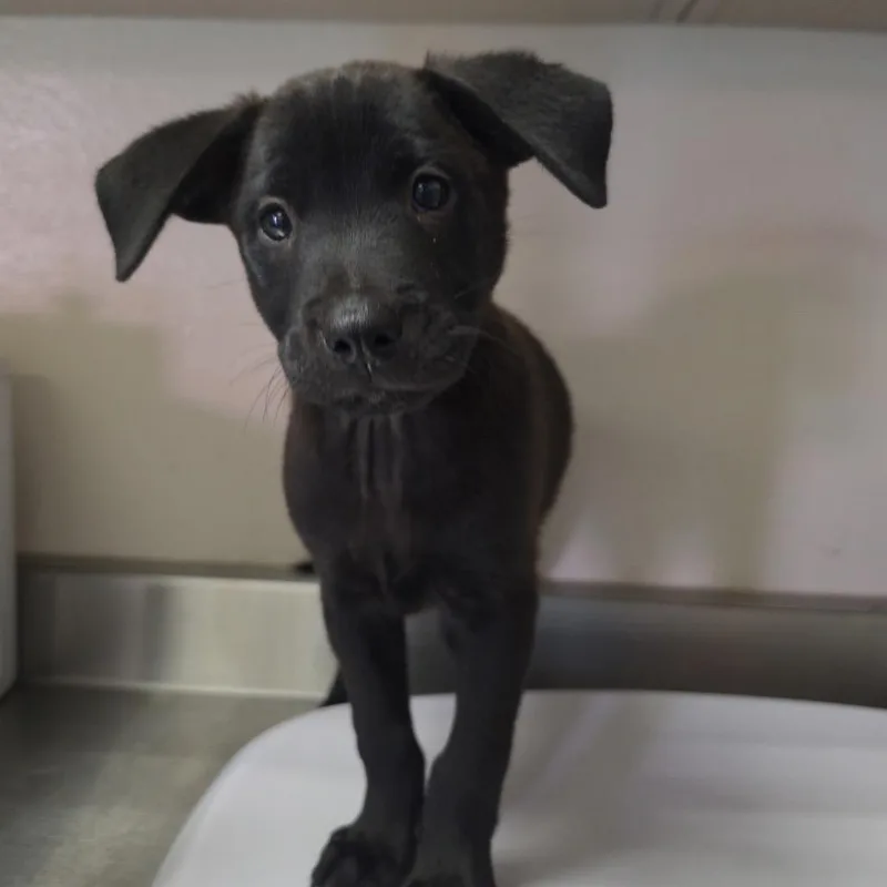 A baby small-sized male Retriever dog named Uncrustable for adoption in San Antonio, TX