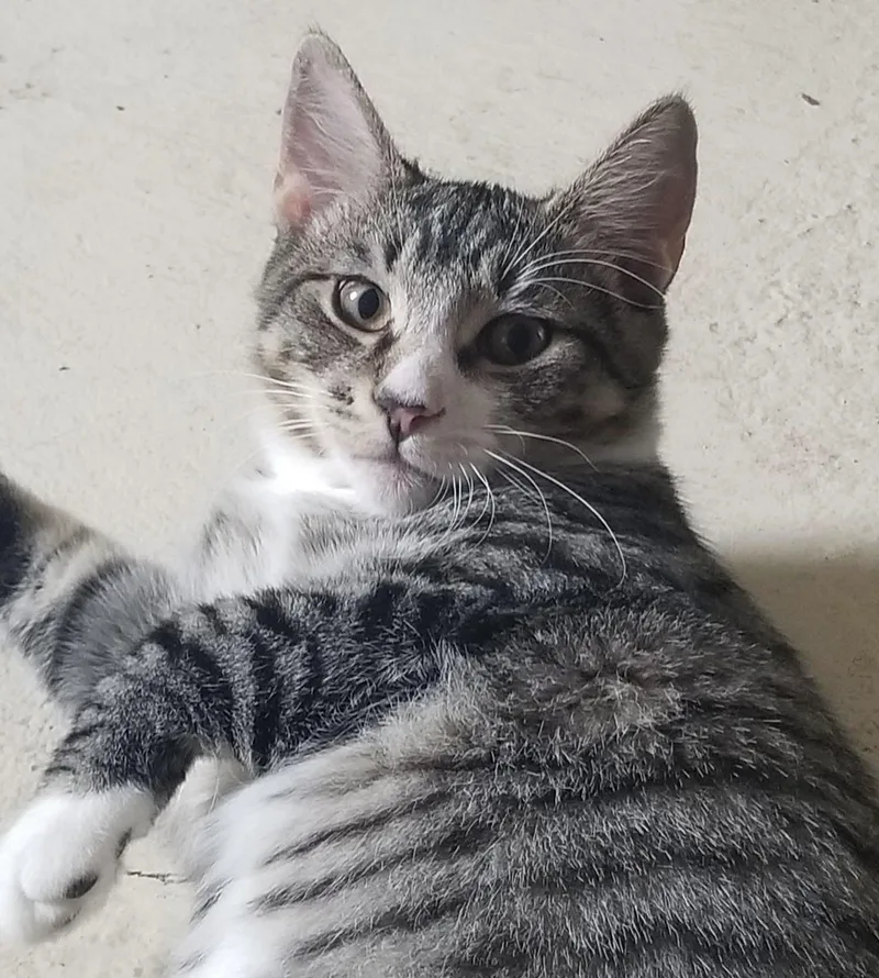 A baby medium-sized male Tabby (Gray / Blue / Silver) Domestic Short Hair cat named Benny for adoption in Breinigsville, PA