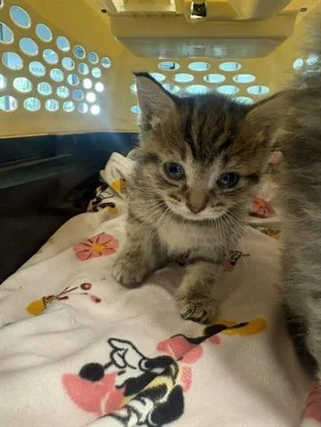 A baby small-sized female Domestic Short Hair cat named Coco for adoption in San Martin, CA
