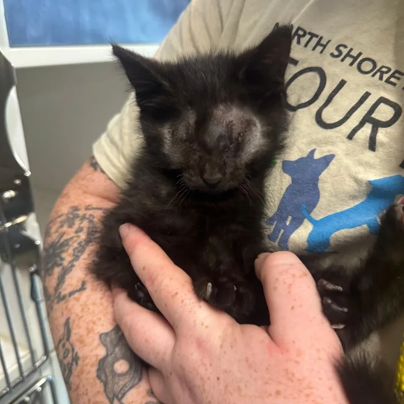 A baby small-sized female Black Domestic Medium Hair cat named Kc for adoption in Dearborn, MI