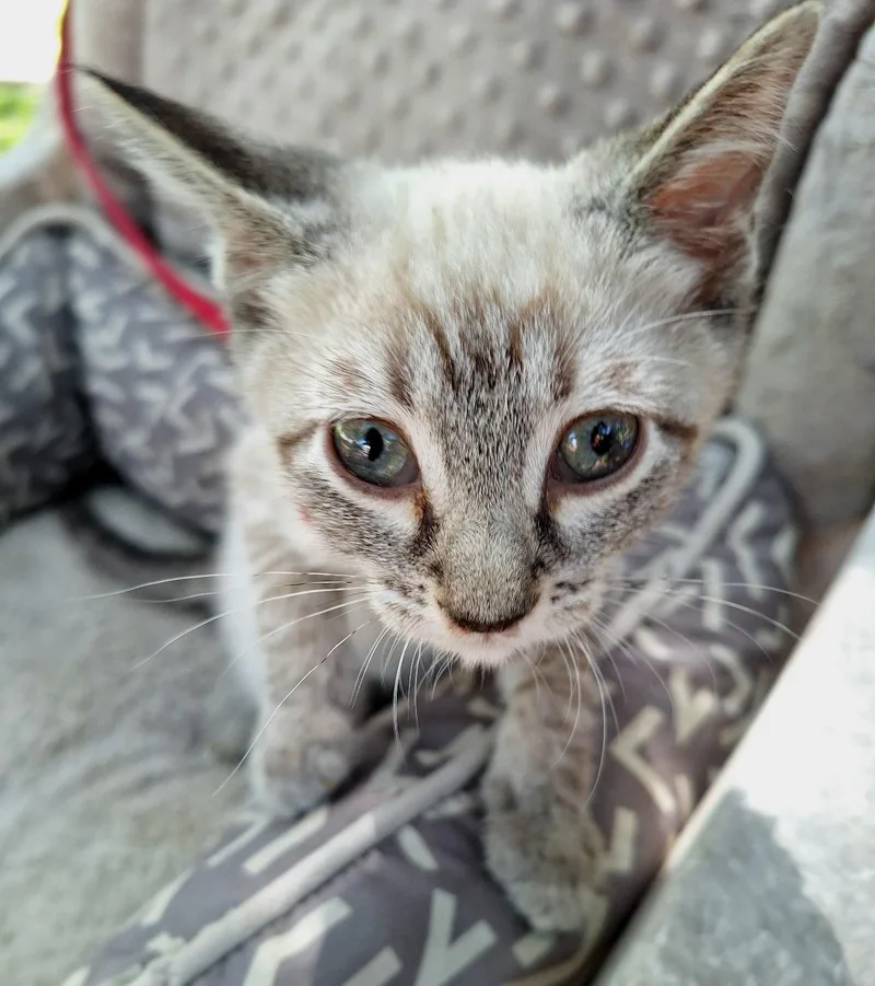 A baby medium-sized female Cream / Ivory Siamese cat named Jummia ORT for adoption in Missouri City, TX