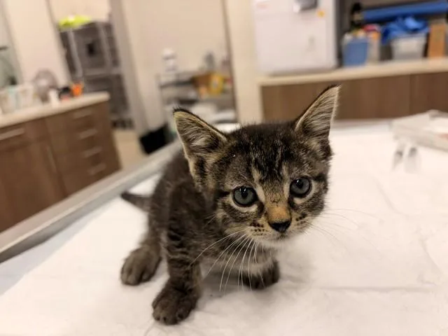 A baby small-sized female Domestic Short Hair cat named Kix for adoption in Baytown, TX