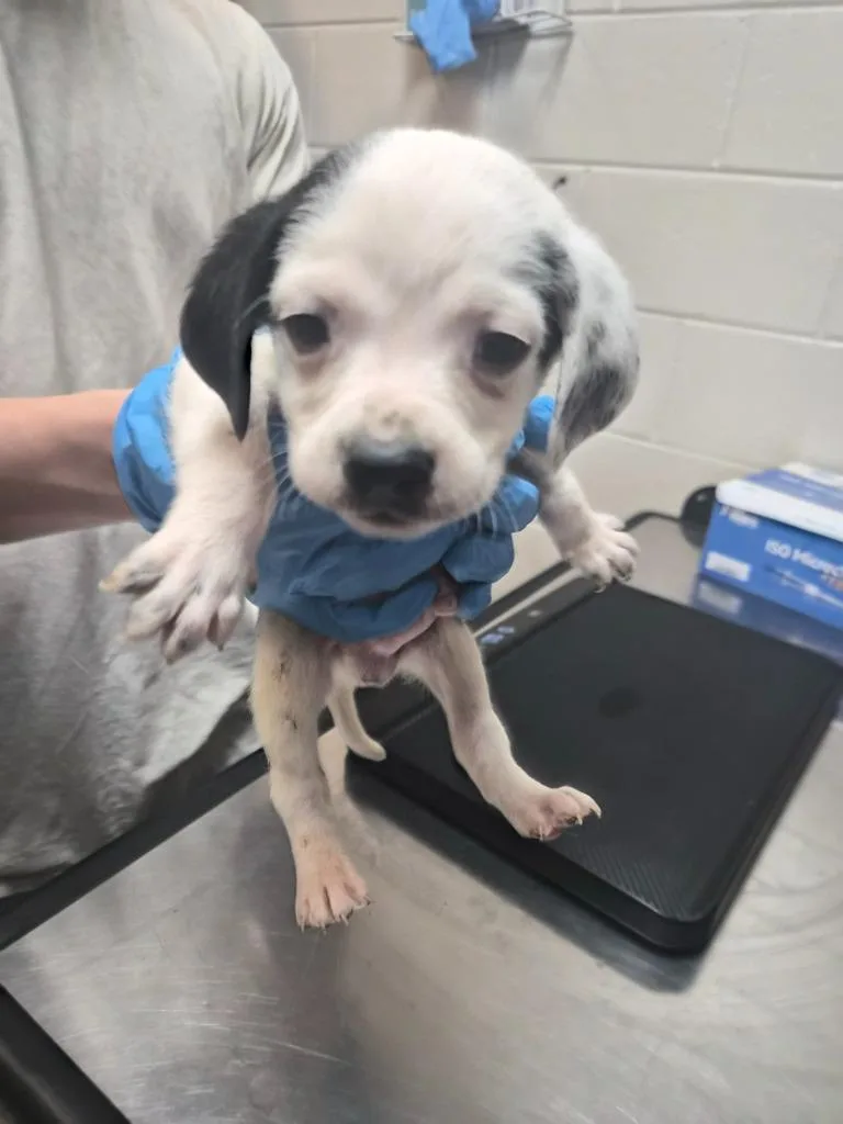A baby small-sized male Mixed Breed dog named Darnell for adoption in Rome, GA