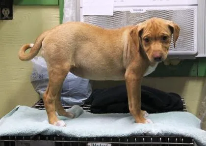 A baby medium-sized female Basenji dog named Zelda for adoption in Picayune, MS