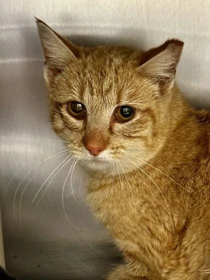 A young small-sized female Orange / Red Domestic Short Hair cat named Rosey for adoption in Wichita, KS