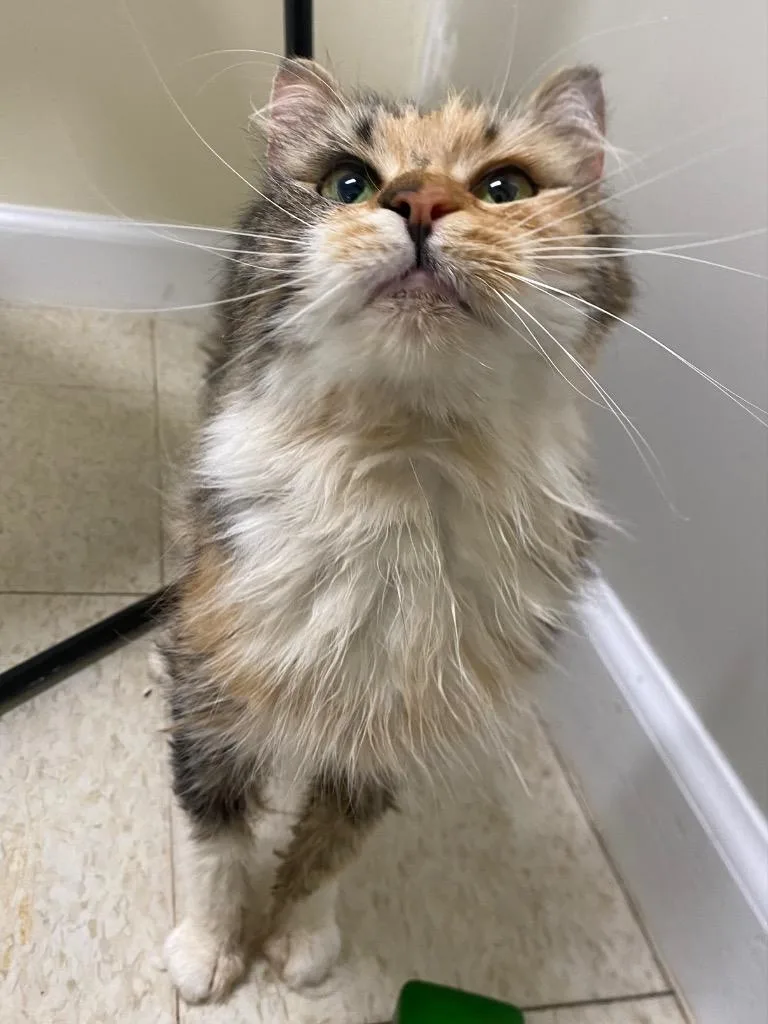A senior medium-sized female Domestic Medium Hair cat named Kaleidoscope for adoption in Fall River, MA