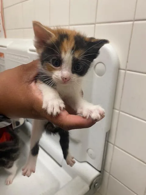 A baby medium-sized female Domestic Short Hair cat named Renesmee for adoption in Dallas, TX