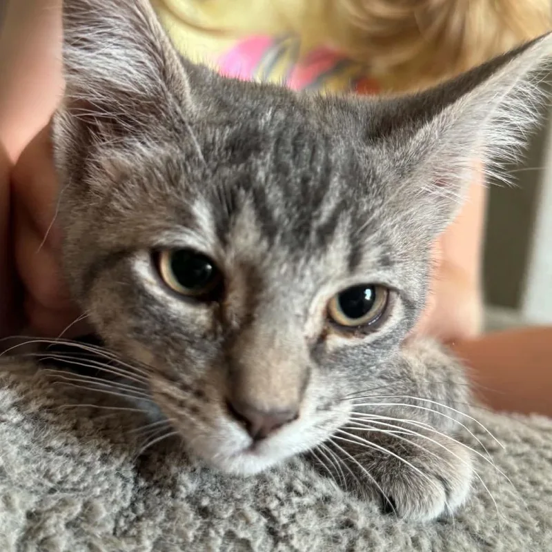 A baby small-sized female Gray / Blue / Silver Domestic Short Hair cat named Mouse for adoption in Ferndale, WA