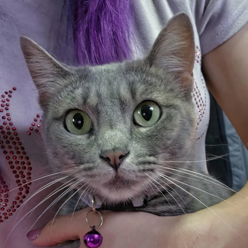 Biscuit thumbnail 2