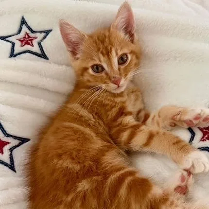 A baby small-sized male Orange / Red Domestic Short Hair cat named Ruben for adoption in Jupiter, FL