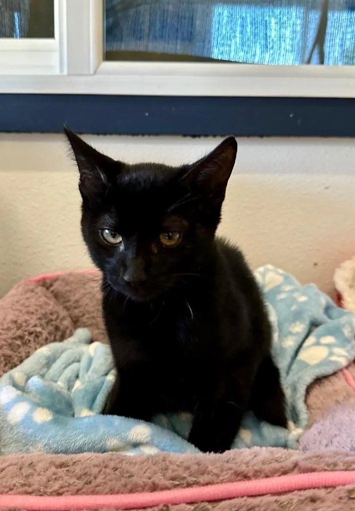 A baby small-sized male Domestic Short Hair cat named Solomun @PetSmart Salem for adoption in Newberg, OR