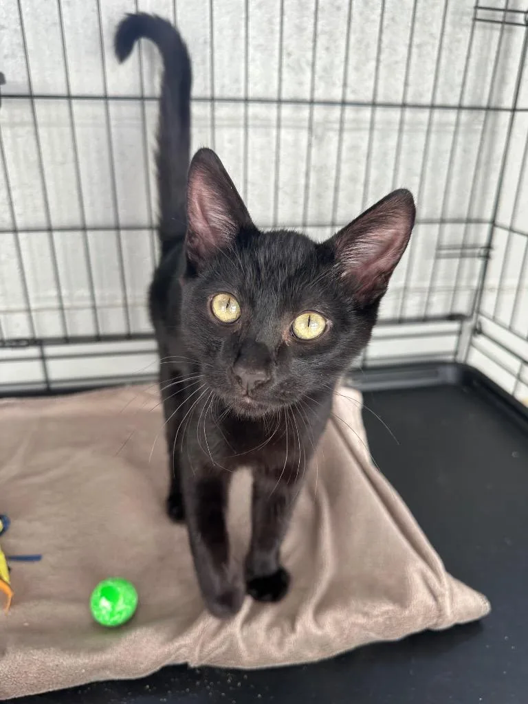 Solomun @PetSmart Salem thumbnail 2
