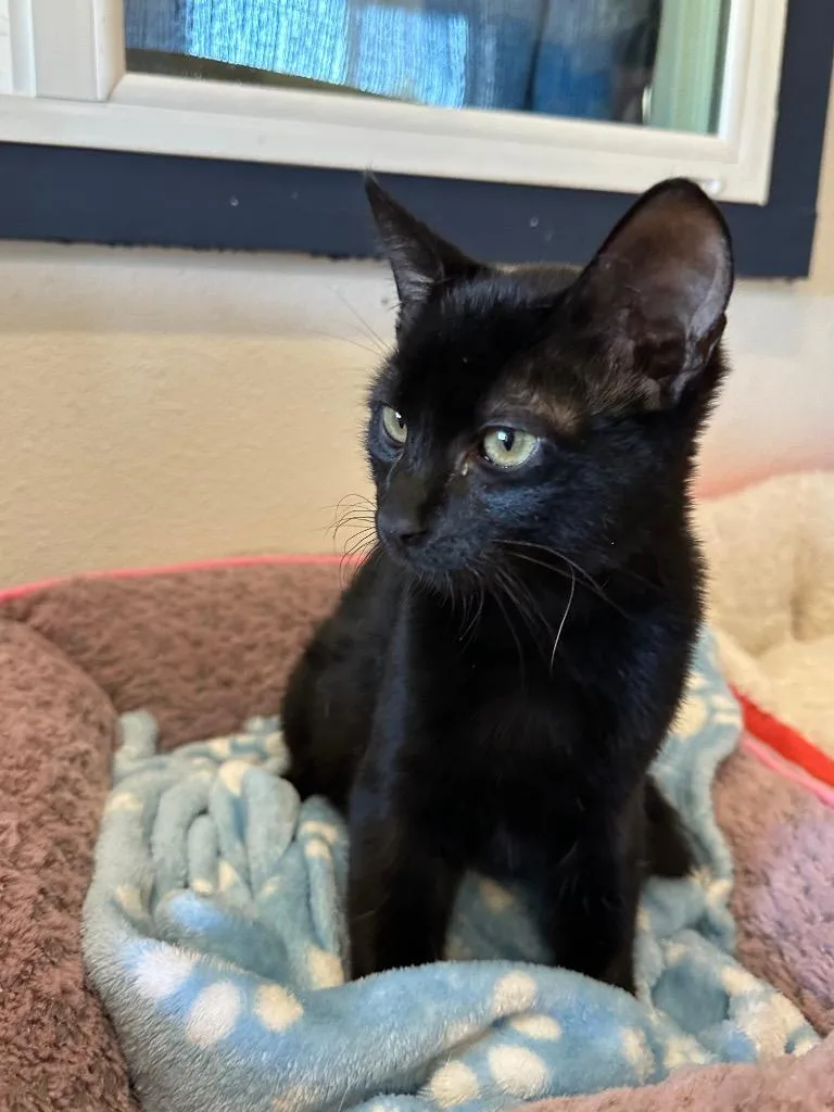Solomun @PetSmart Salem thumbnail 3