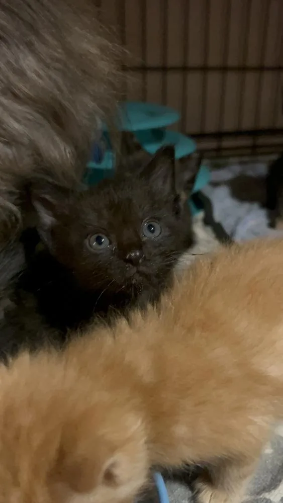 A baby small-sized male Black Domestic Short Hair cat named Reed Ro. for adoption in Peoria, IL
