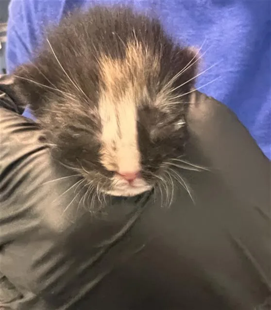 A baby small-sized female Domestic Short Hair cat named Peanut for adoption in Dallas, TX