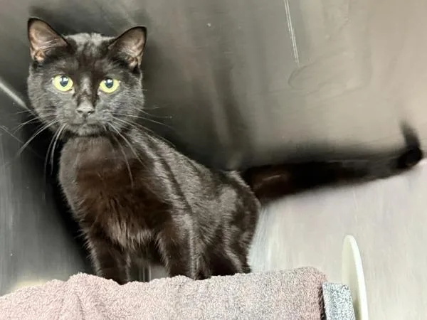 An adult medium-sized male Domestic Short Hair cat named Buckley for adoption in New York, NY