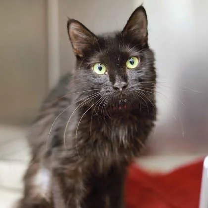 A young small-sized female Black Domestic Short Hair cat named Diana Ross for adoption in Atlanta, GA