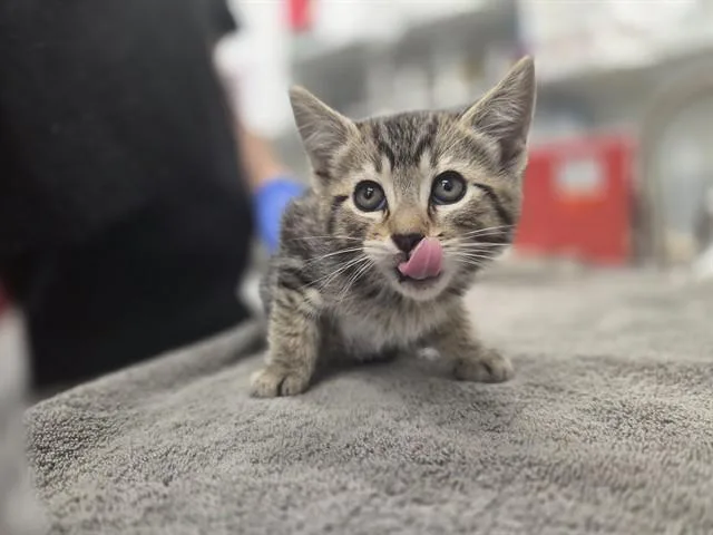 A baby small-sized female Domestic Short Hair cat named Bloom for adoption in Antioch, CA