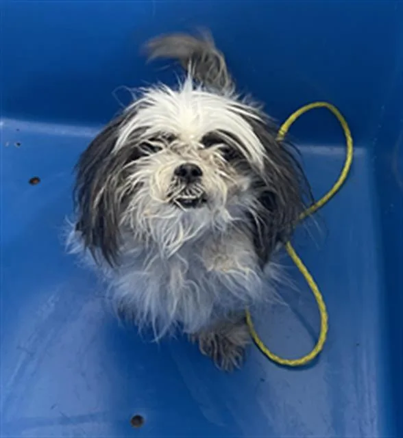 An adult small-sized female Mixed Breed dog named Lola for adoption in Dallas, TX