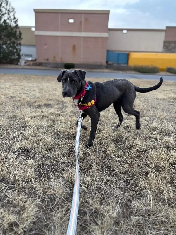 A young medium-sized male Gray / Blue / Silver Pit Bull Terrier dog named Woody for adoption in Fort Collins, CO